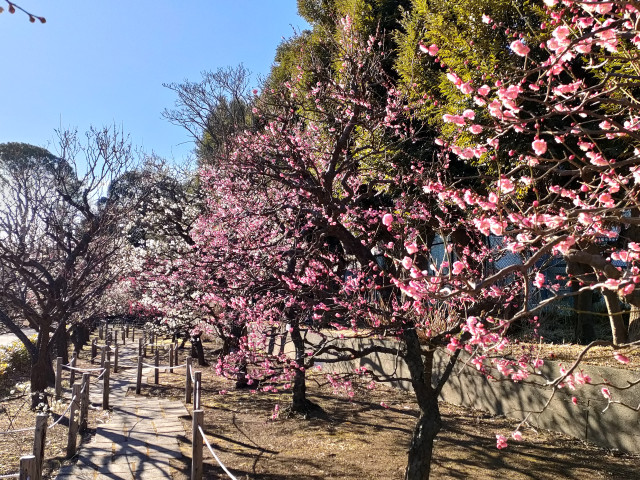 大船フラワーセンター「園長うめさんぽ」